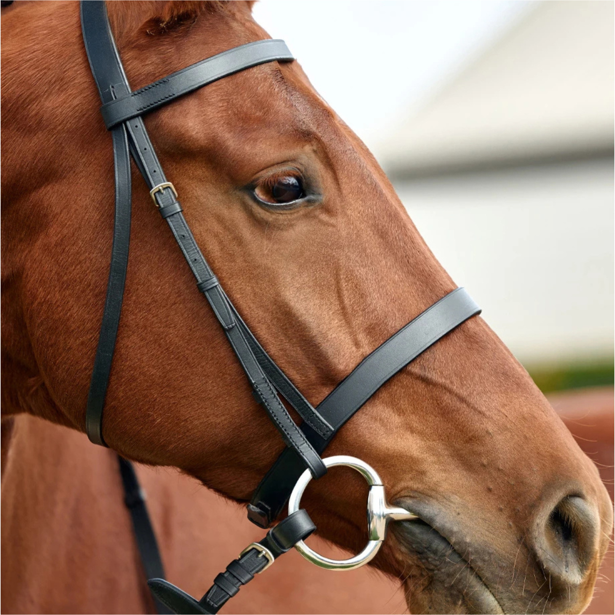 2026 Dublin Flat Cavesson Bridle 1031494 - Black